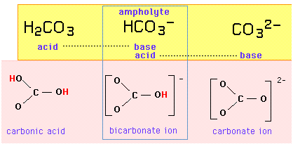 bicarbonate as an ampholyte