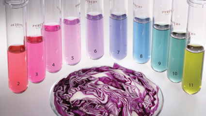 cabbage pH indicator