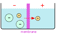 origin of a membrane potential