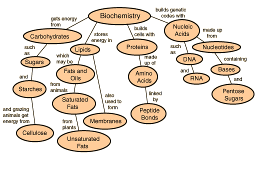 biochemistry concept map