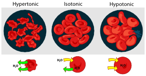 haemolysis