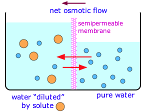 osmosis osmotic flow