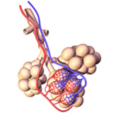 alveoli