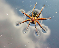raft spider