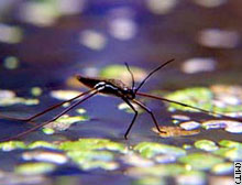 water strider