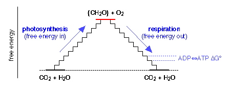 photosynthesis-respiration free energy cycle