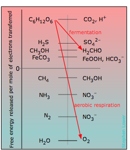 electron-free energy and biological oxidations