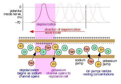 conduction of nerve impulses