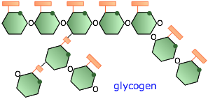 glycogen